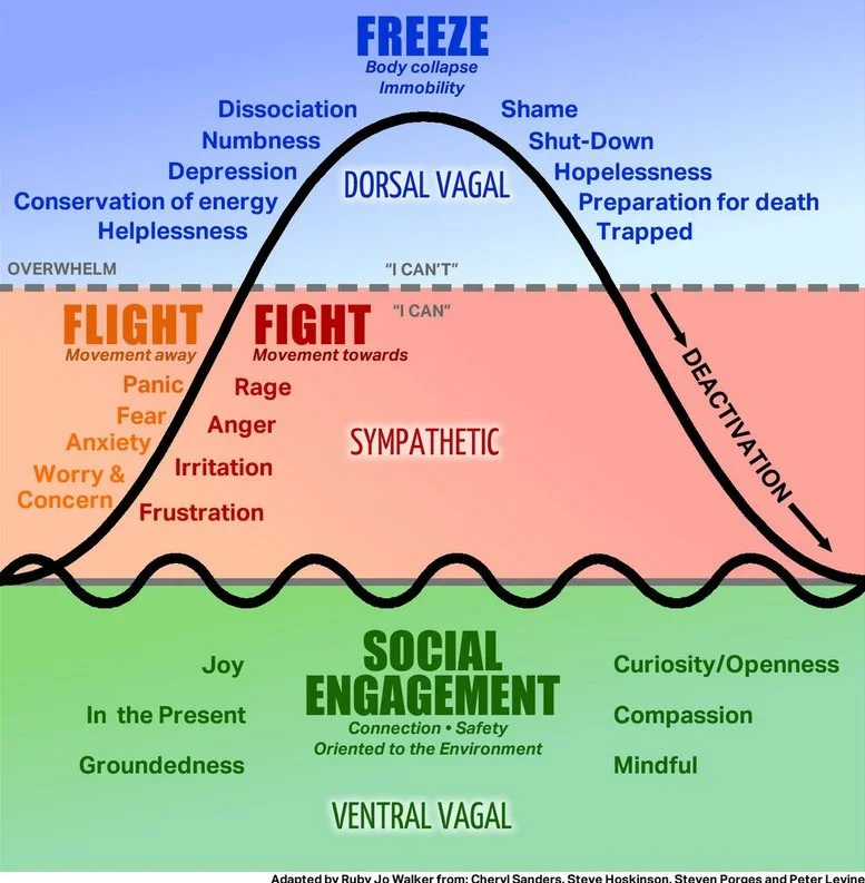 Polyvagal Theory – Trauma and the nervous system — Conscious